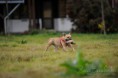 /album/vystavy-coursing-/a1381203-754535421229424-359651058-n-jpg/