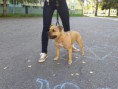 /album/vystavy-coursing-/a20130924-162822-jpg/