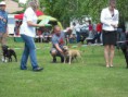 /album/vystavy-coursing-/cimg4976-jpg/
